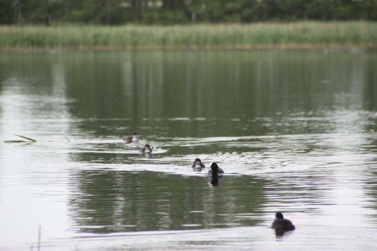 Kastanienhof Am Loppiner See Jabel Exteriör bild